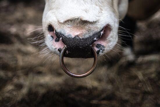 AgriVolga agricultural holding in Yaroslavl Region