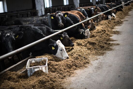 AgriVolga agricultural holding in Yaroslavl Region