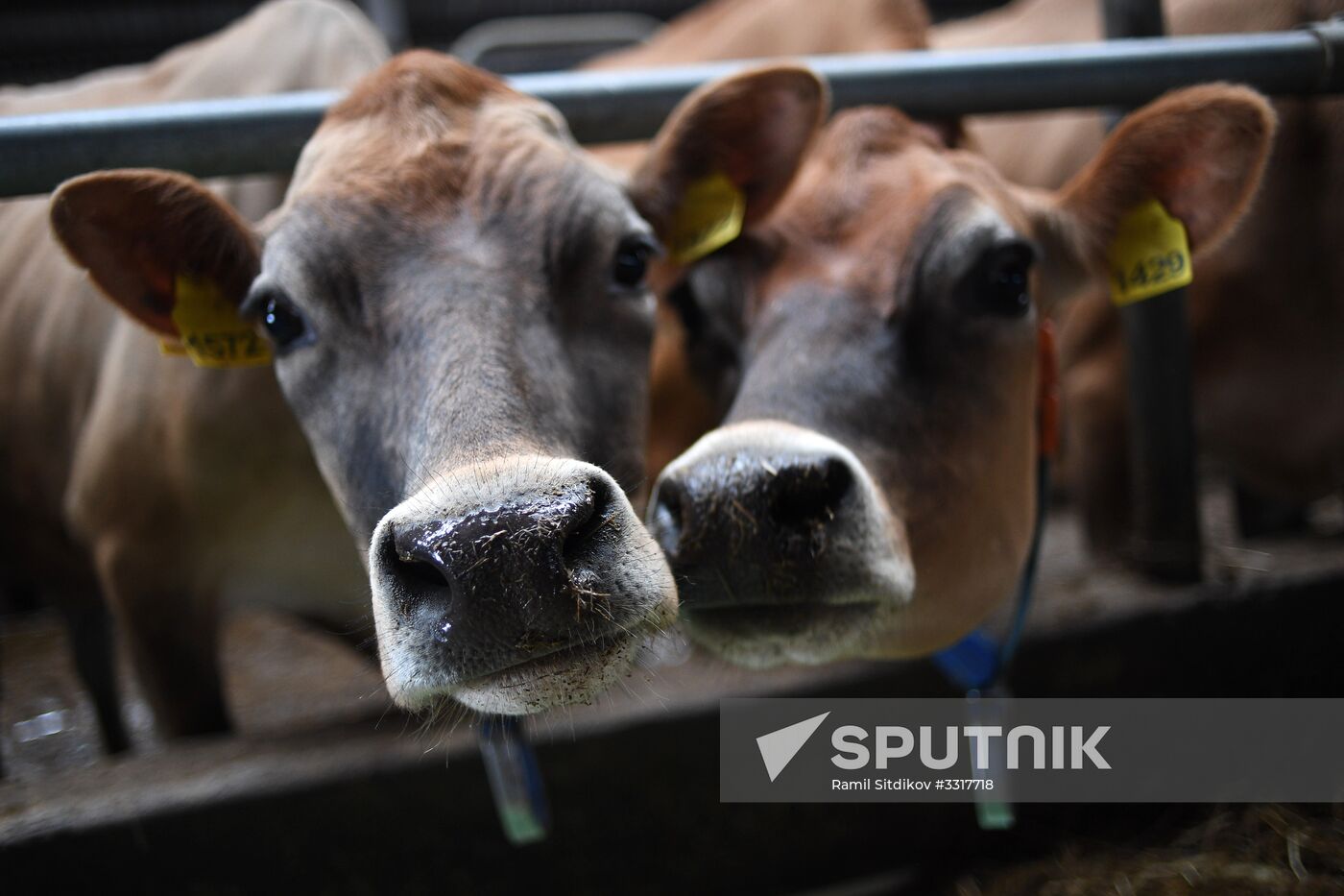 AgriVolga agricultural holding in Yaroslavl Region