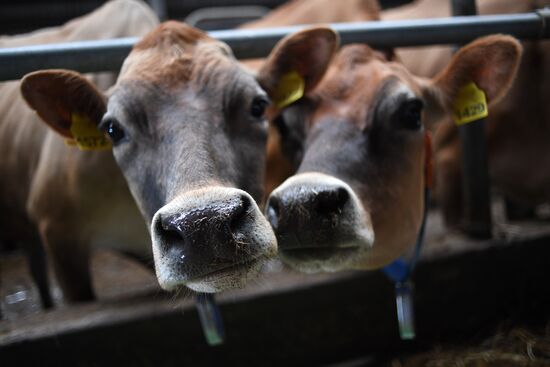 AgriVolga agricultural holding in Yaroslavl Region