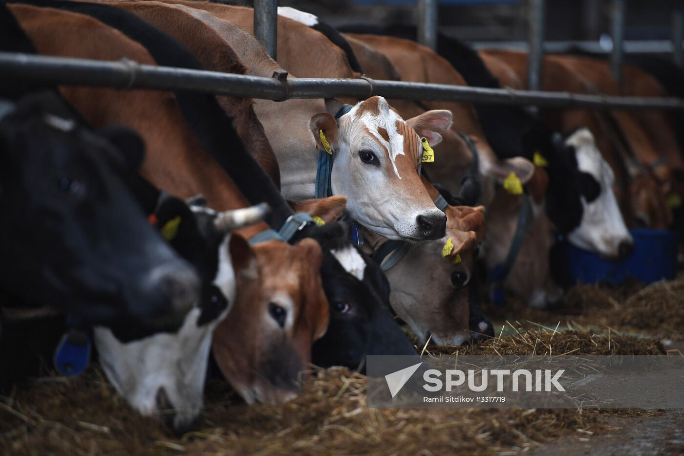 AgriVolga agricultural holding in Yaroslavl Region