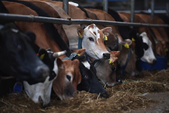 AgriVolga agricultural holding in Yaroslavl Region