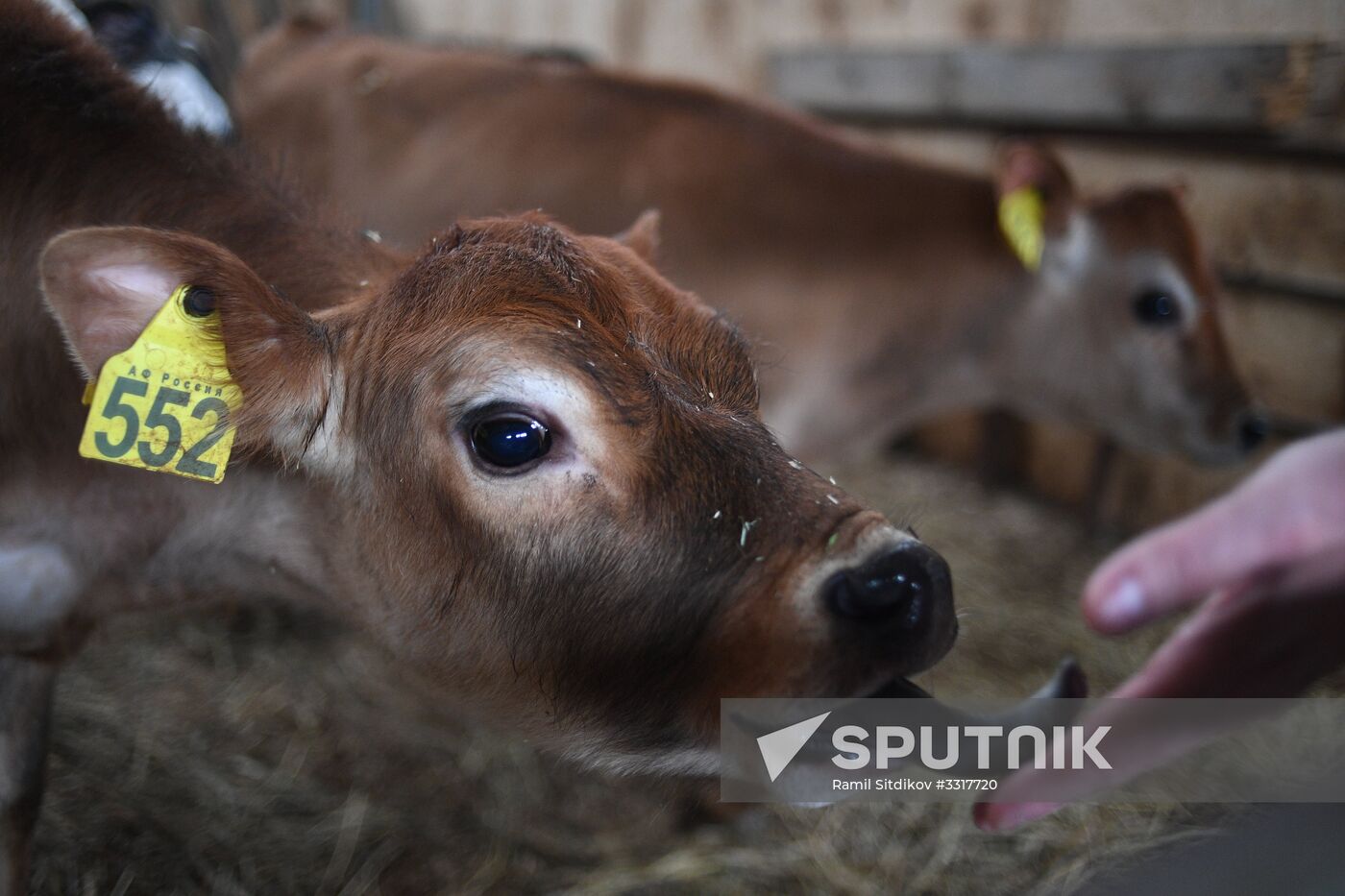 AgriVolga agricultural holding in Yaroslavl Region