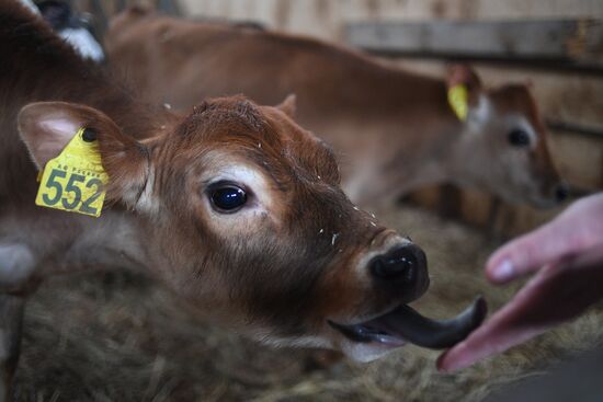 AgriVolga agricultural holding in Yaroslavl Region