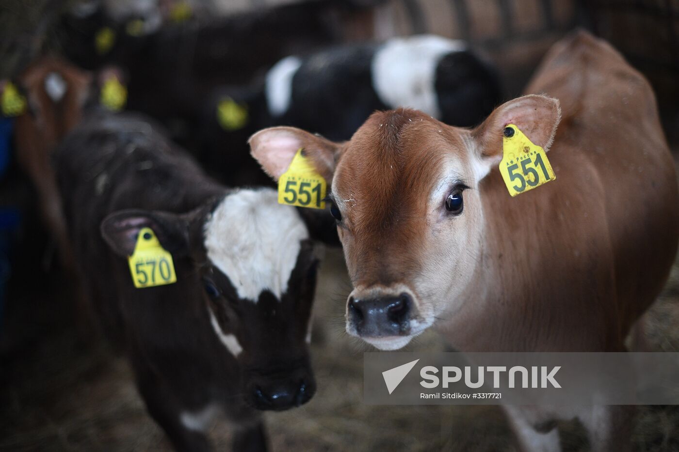 AgriVolga agricultural holding in Yaroslavl Region