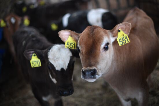 AgriVolga agricultural holding in Yaroslavl Region