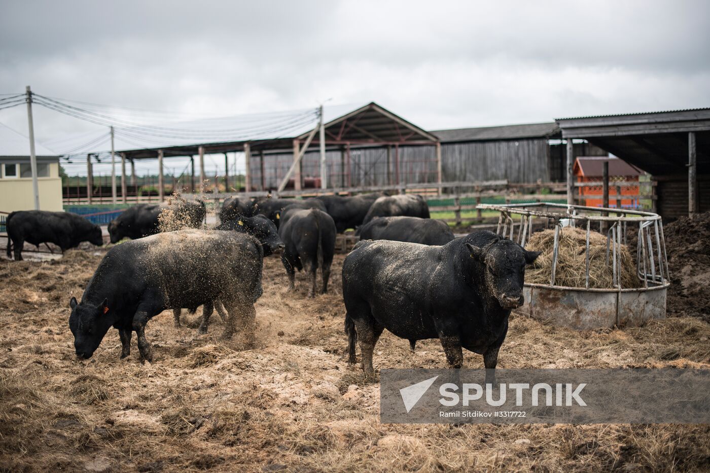 AgriVolga agricultural holding in Yaroslavl Region