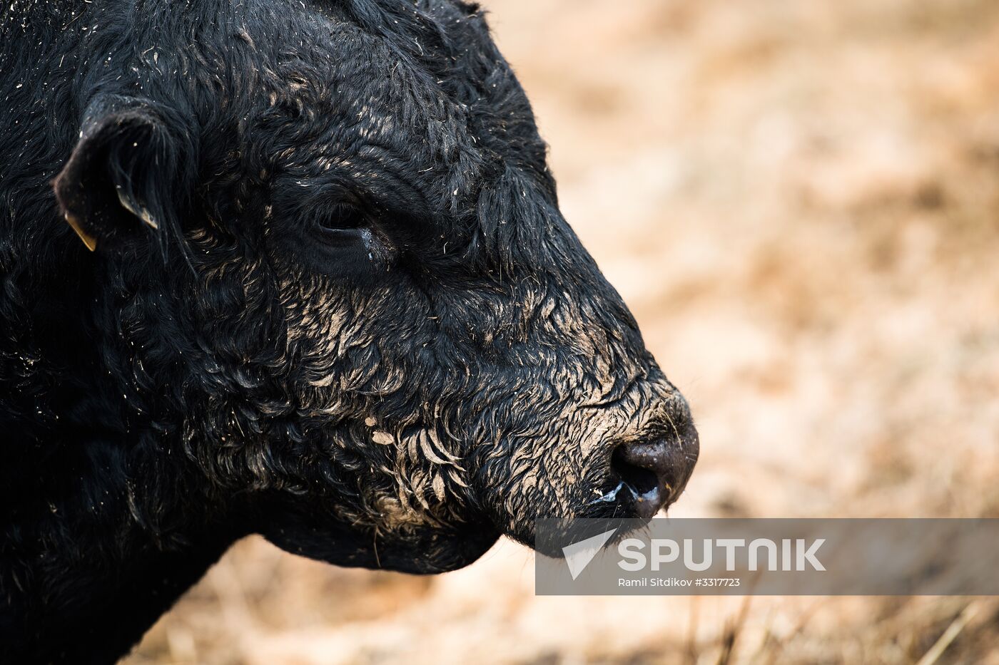 AgriVolga agricultural holding in Yaroslavl Region