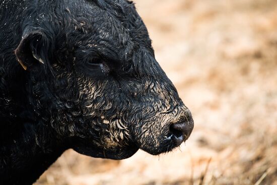 AgriVolga agricultural holding in Yaroslavl Region