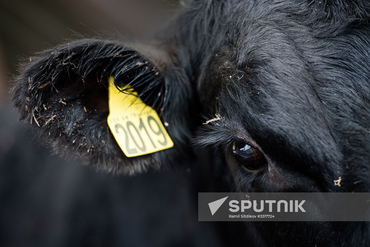 AgriVolga agricultural holding in Yaroslavl Region