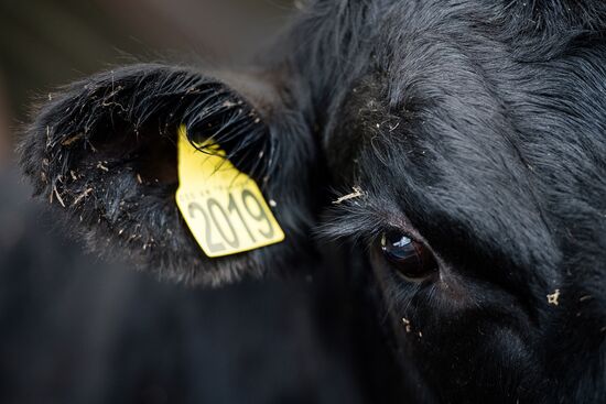 AgriVolga agricultural holding in Yaroslavl Region