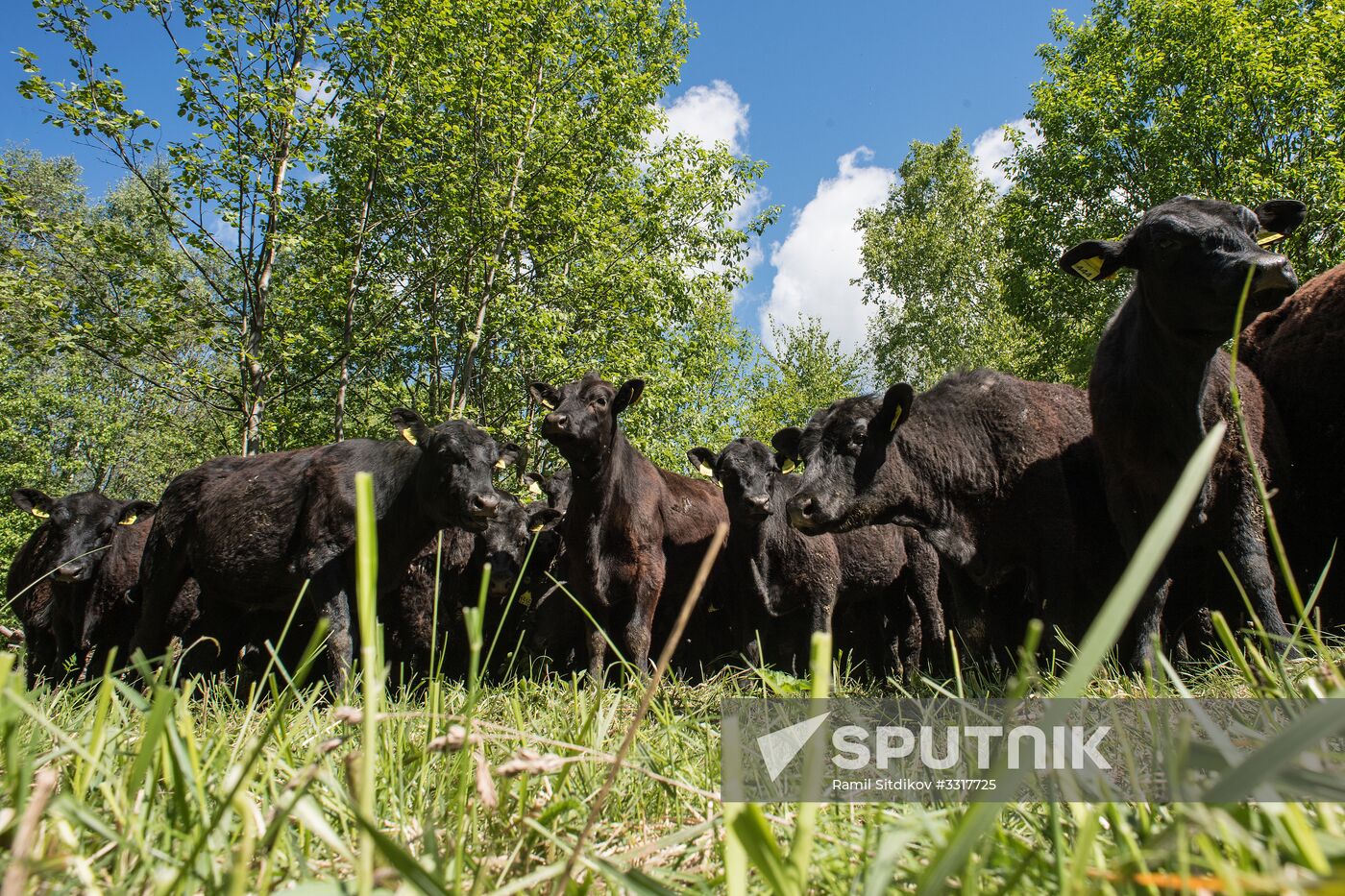 AgriVolga agricultural holding in Yaroslavl Region