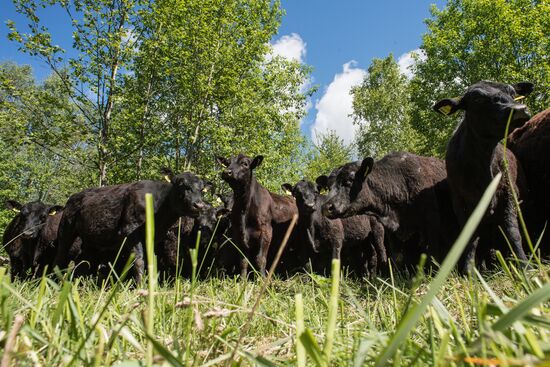 AgriVolga agricultural holding in Yaroslavl Region