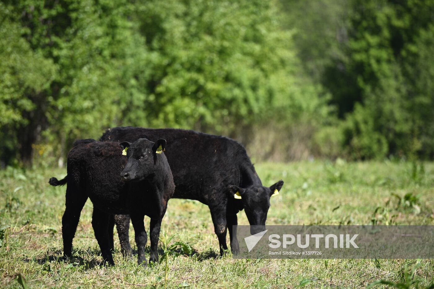AgriVolga agricultural holding in Yaroslavl Region