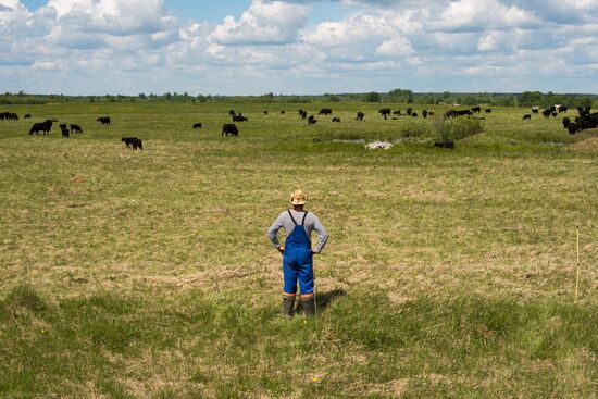 AgriVolga agricultural holding in Yaroslavl Region