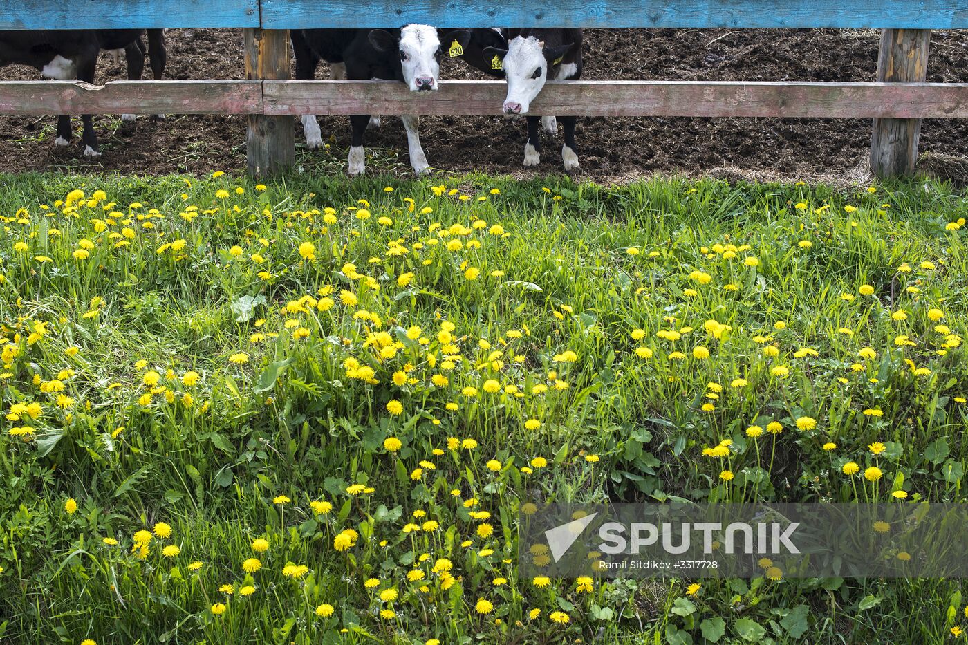 AgriVolga agricultural holding in Yaroslavl Region