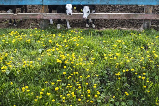 AgriVolga agricultural holding in Yaroslavl Region