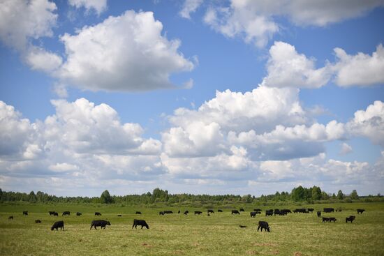 AgriVolga agricultural holding in Yaroslavl Region