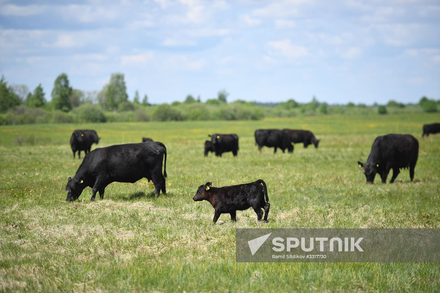 AgriVolga agricultural holding in Yaroslavl Region