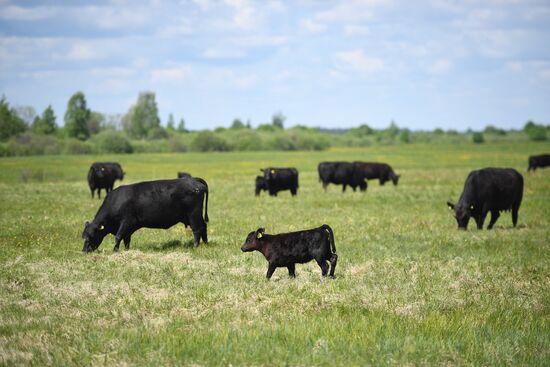 AgriVolga agricultural holding in Yaroslavl Region