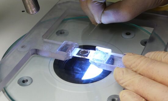 MSU genome editing center