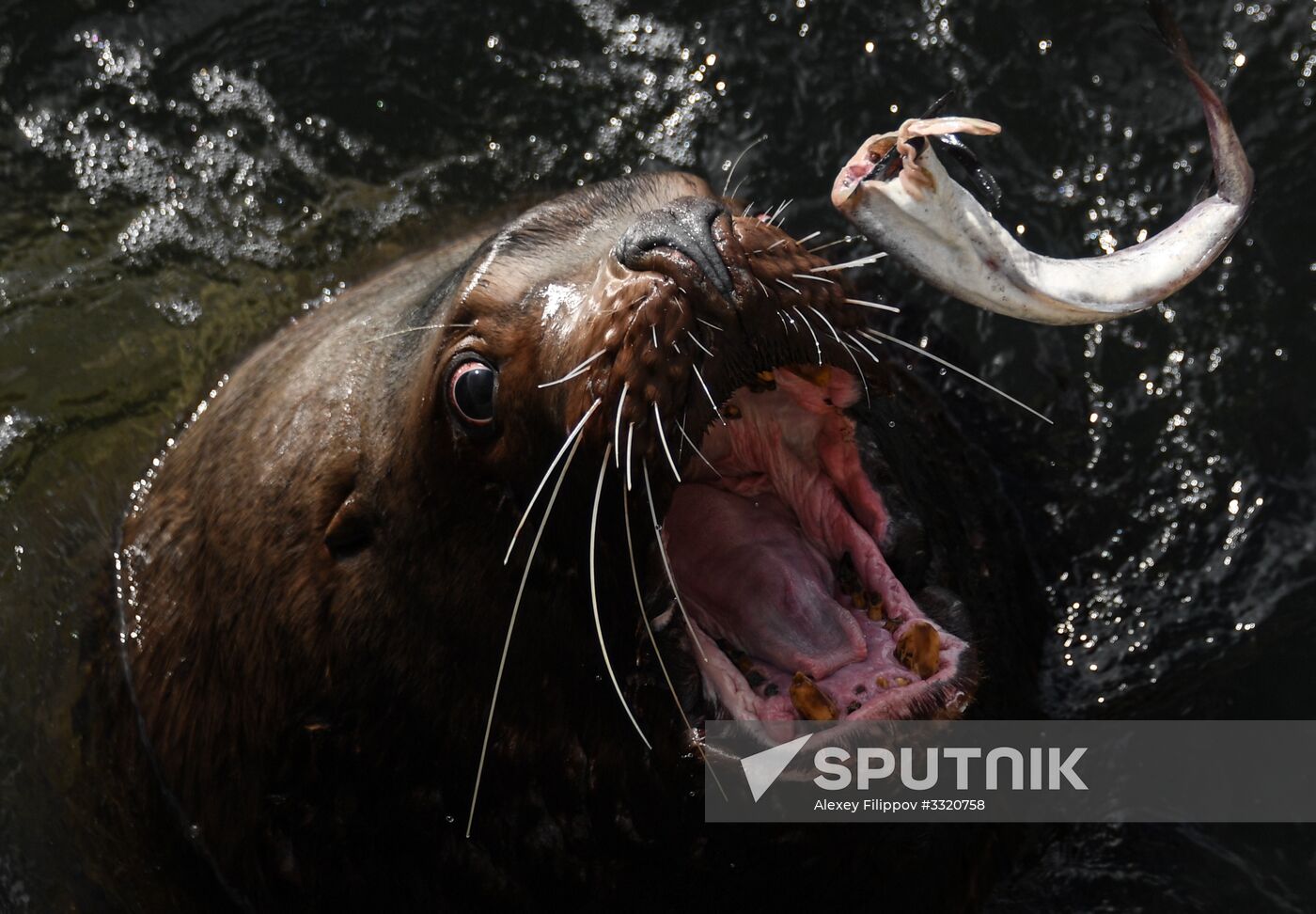 Rookery of sea lions in Petropalovsk-Kamchatsky