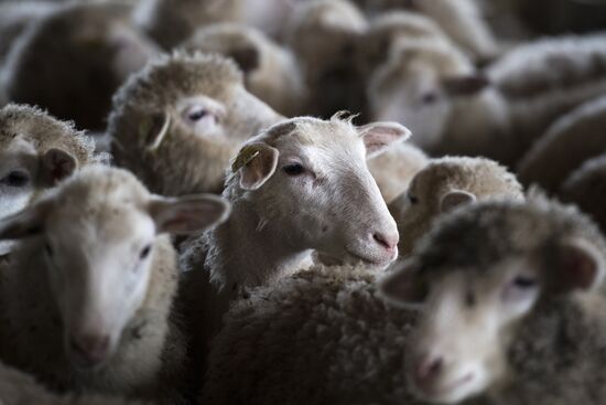 AgriVolga agricultural holding in Yaroslavl Region