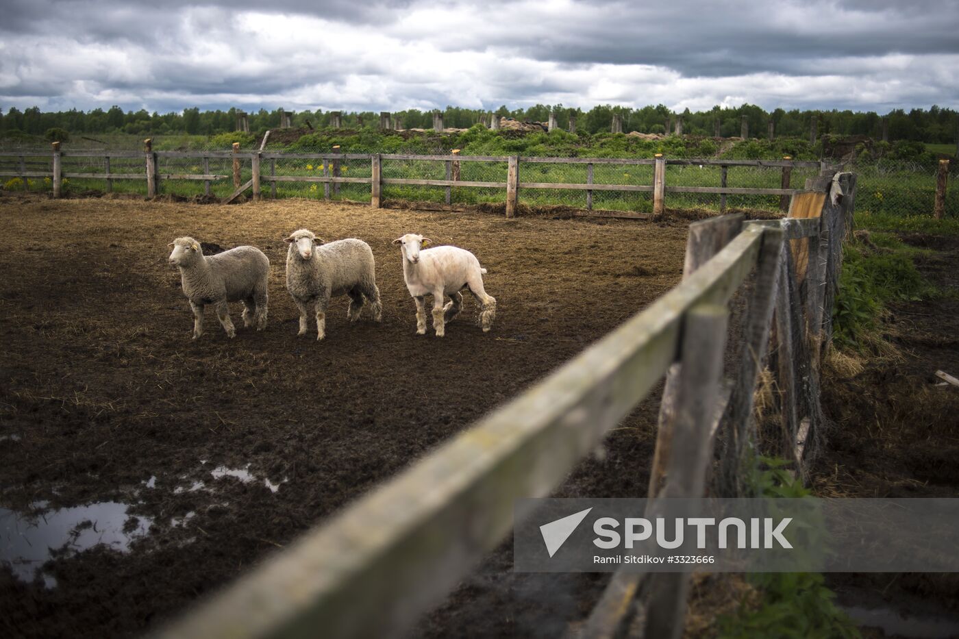 AgriVolga agricultural holding in Yaroslavl Region