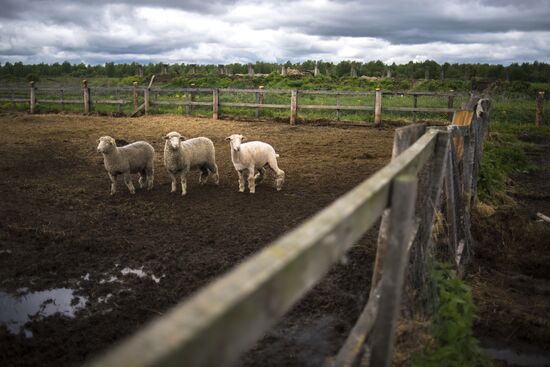 AgriVolga agricultural holding in Yaroslavl Region