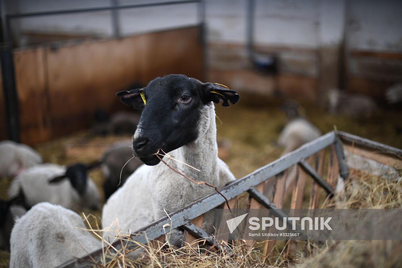 AgriVolga agricultural holding in Yaroslavl Region