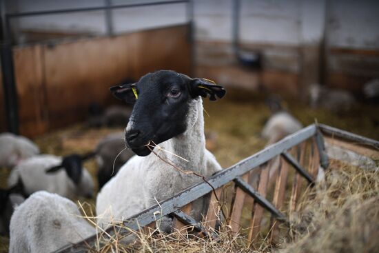 AgriVolga agricultural holding in Yaroslavl Region