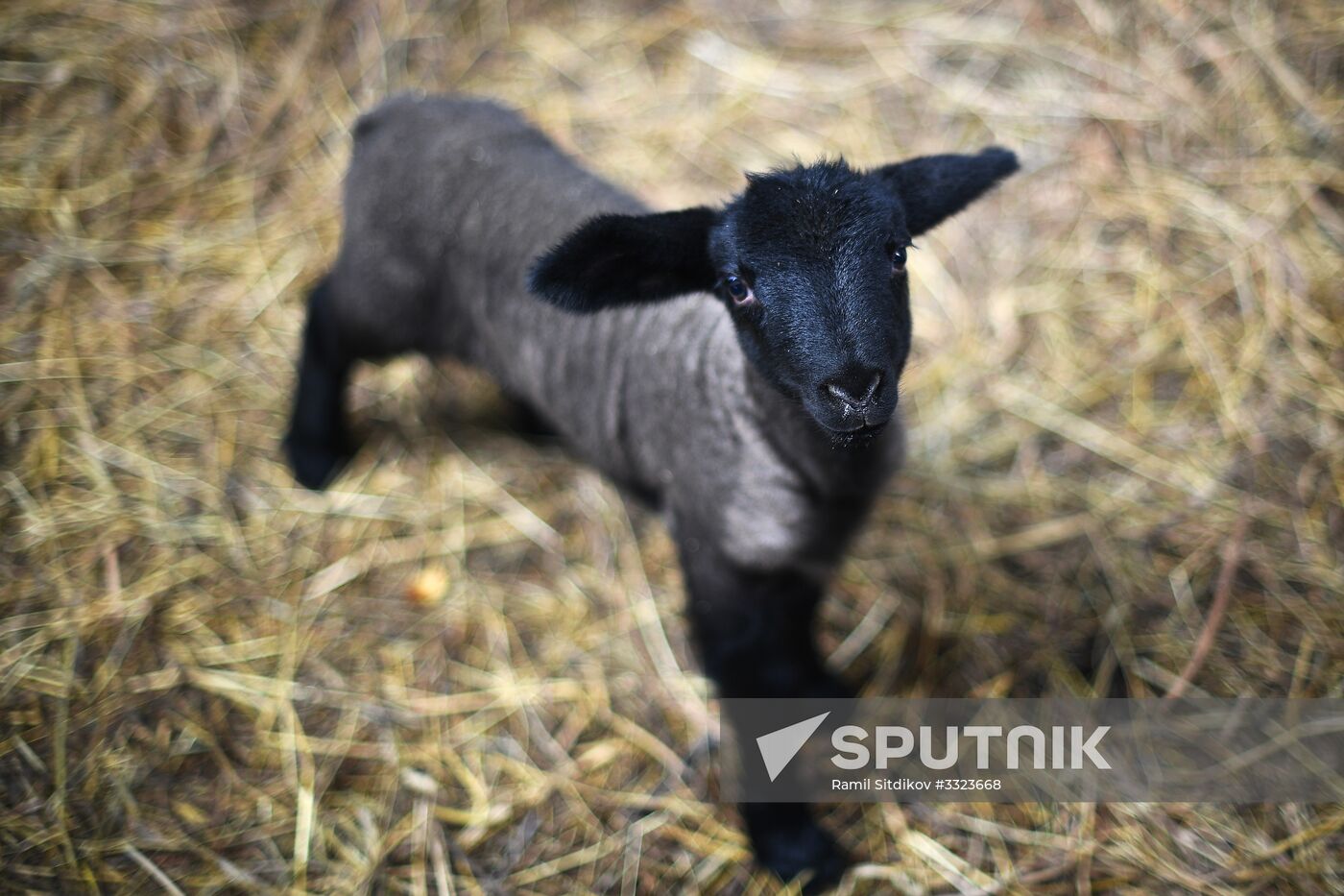AgriVolga agricultural holding in Yaroslavl Region