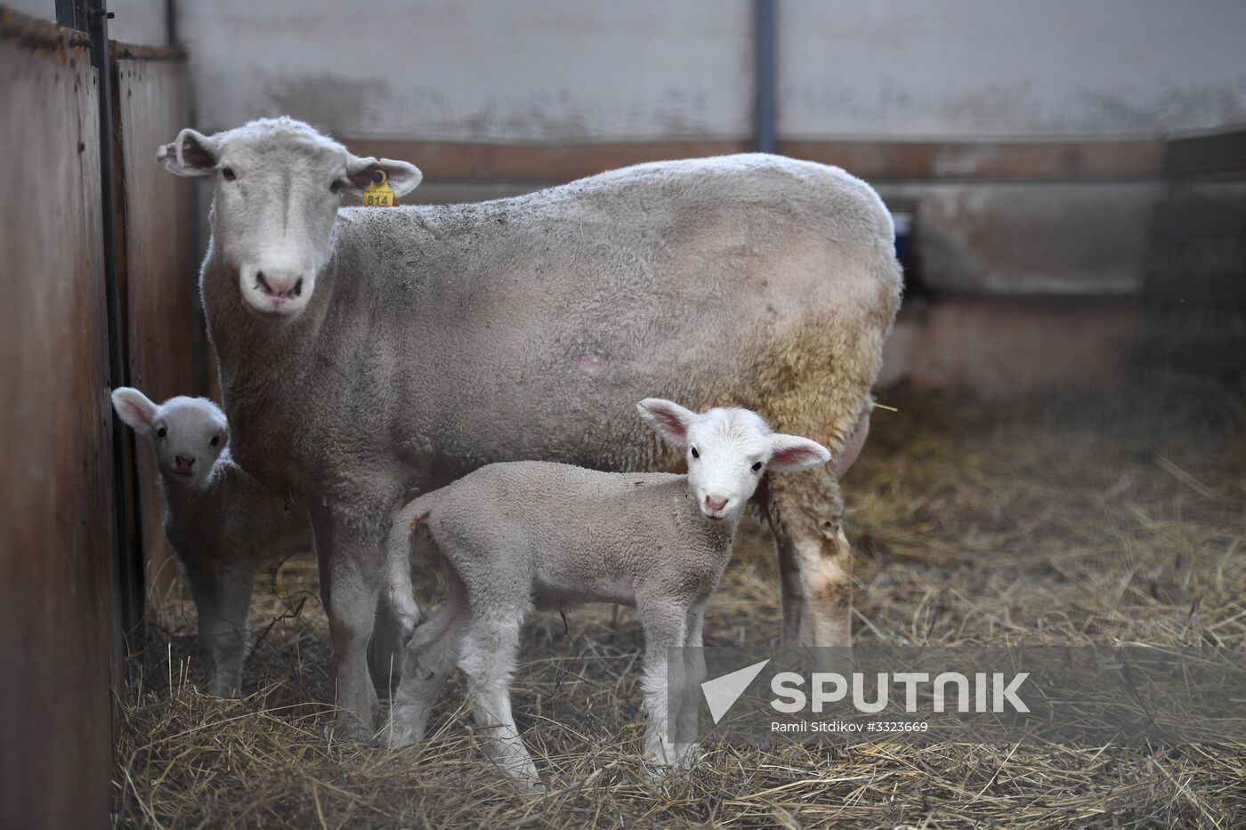 AgriVolga agricultural holding in Yaroslavl Region