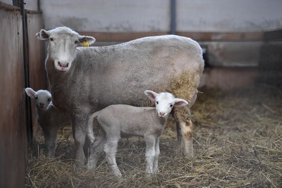 AgriVolga agricultural holding in Yaroslavl Region