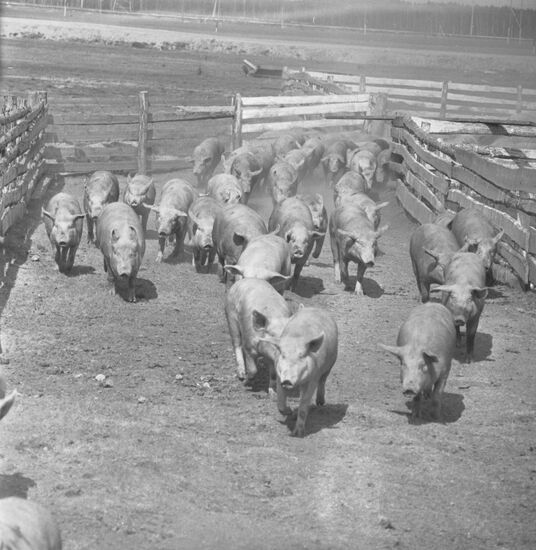 Agricultural complexes in Siberia