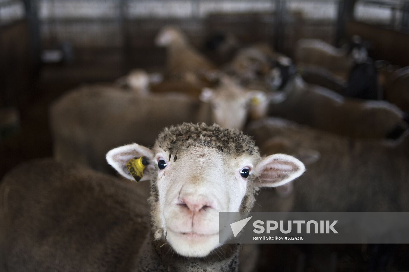AgriVolga agricultural holding in Yaroslavl Region