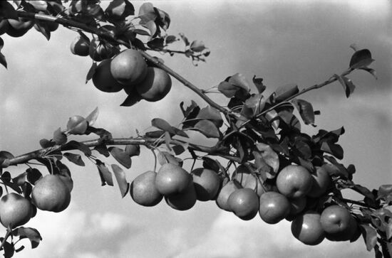 Michurin pear tree branch