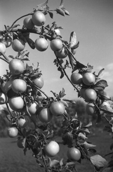 Apple tree branch in Michurin garden
