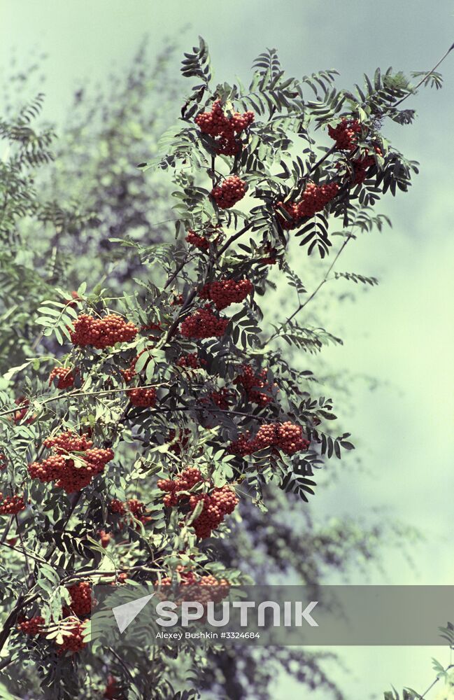 Rowan tree