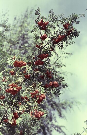 Rowan tree