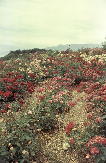 Nikitsky botanical garden