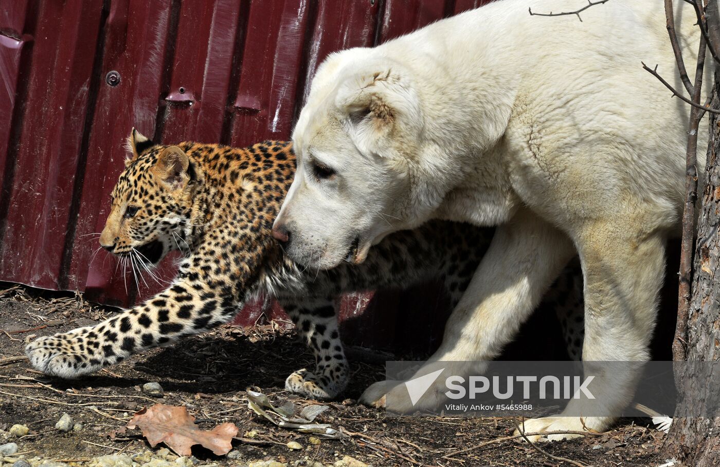 Shepherd dog adopts leopard cub at Sadgorod Zoo outside Vladivostok