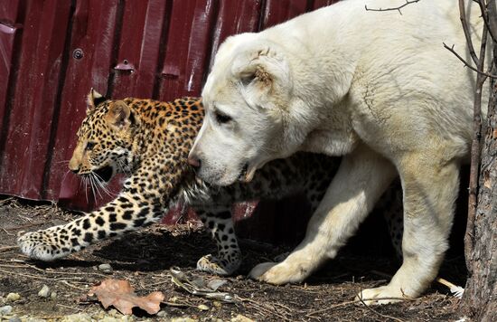 Shepherd dog adopts leopard cub at Sadgorod Zoo outside Vladivostok
