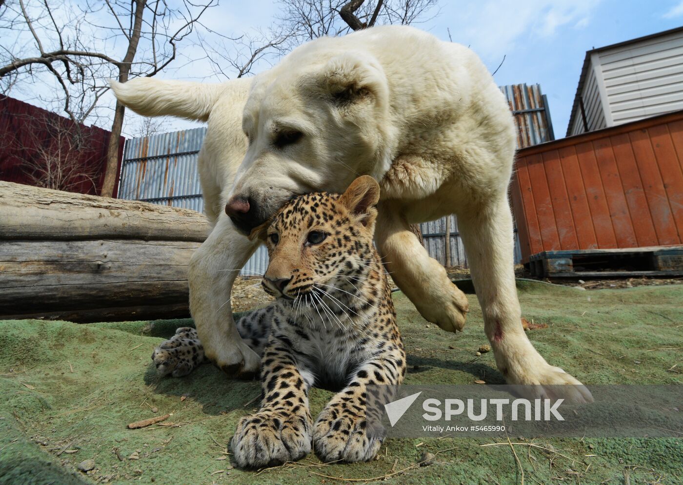 Shepherd dog adopts leopard cub at Sadgorod Zoo outside Vladivostok