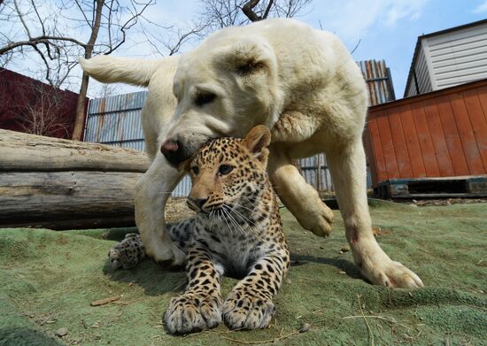 Shepherd dog adopts leopard cub at Sadgorod Zoo outside Vladivostok
