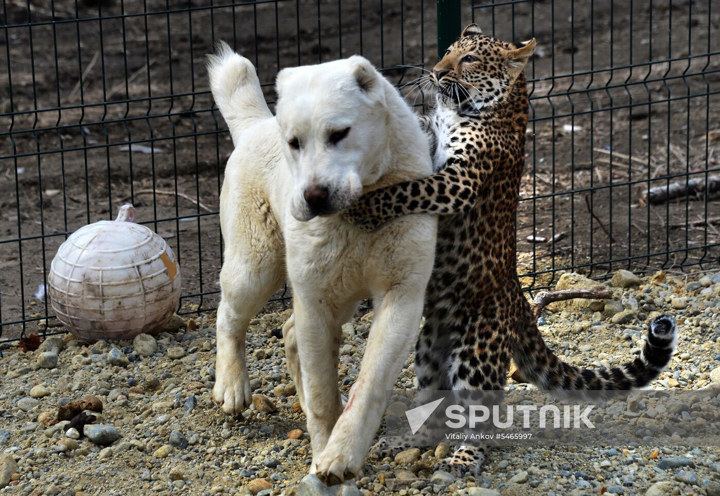 Shepherd dog adopts leopard cub at Sadgorod Zoo outside Vladivostok