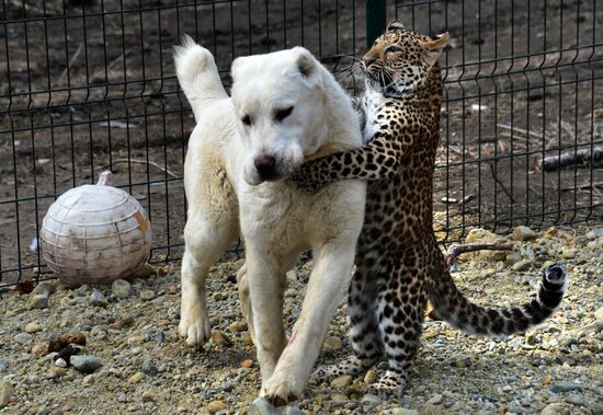 Shepherd dog adopts leopard cub at Sadgorod Zoo outside Vladivostok