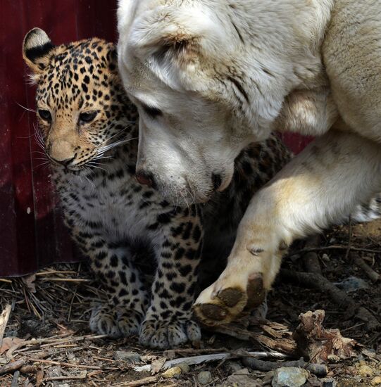 Shepherd dog adopts leopard cub at Sadgorod Zoo outside Vladivostok