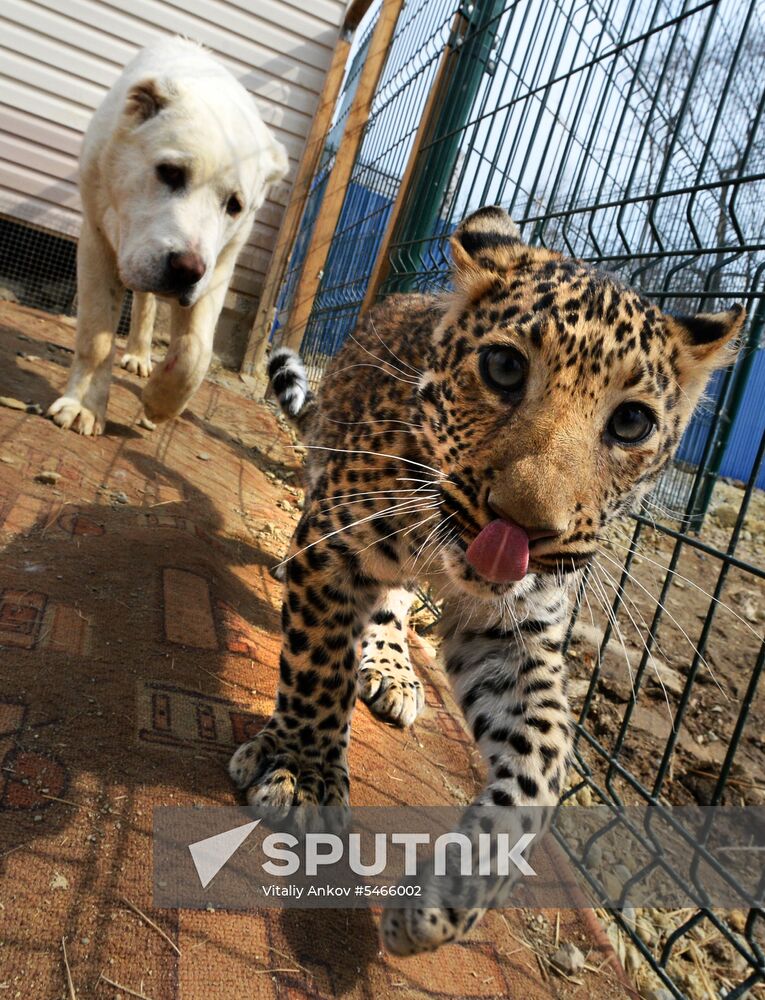 Shepherd dog adopts leopard cub at Sadgorod Zoo outside Vladivostok