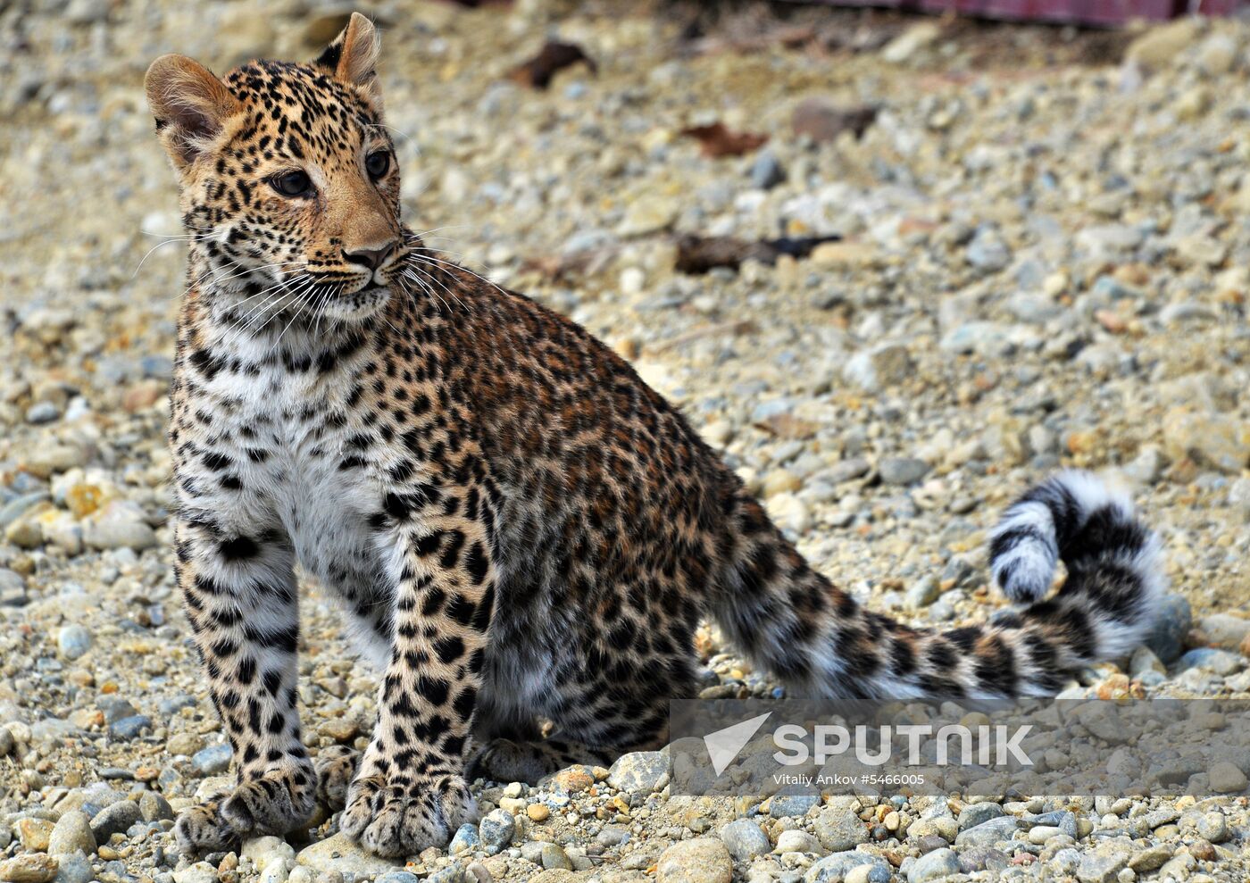 Shepherd dog adopts leopard cub at Sadgorod Zoo outside Vladivostok